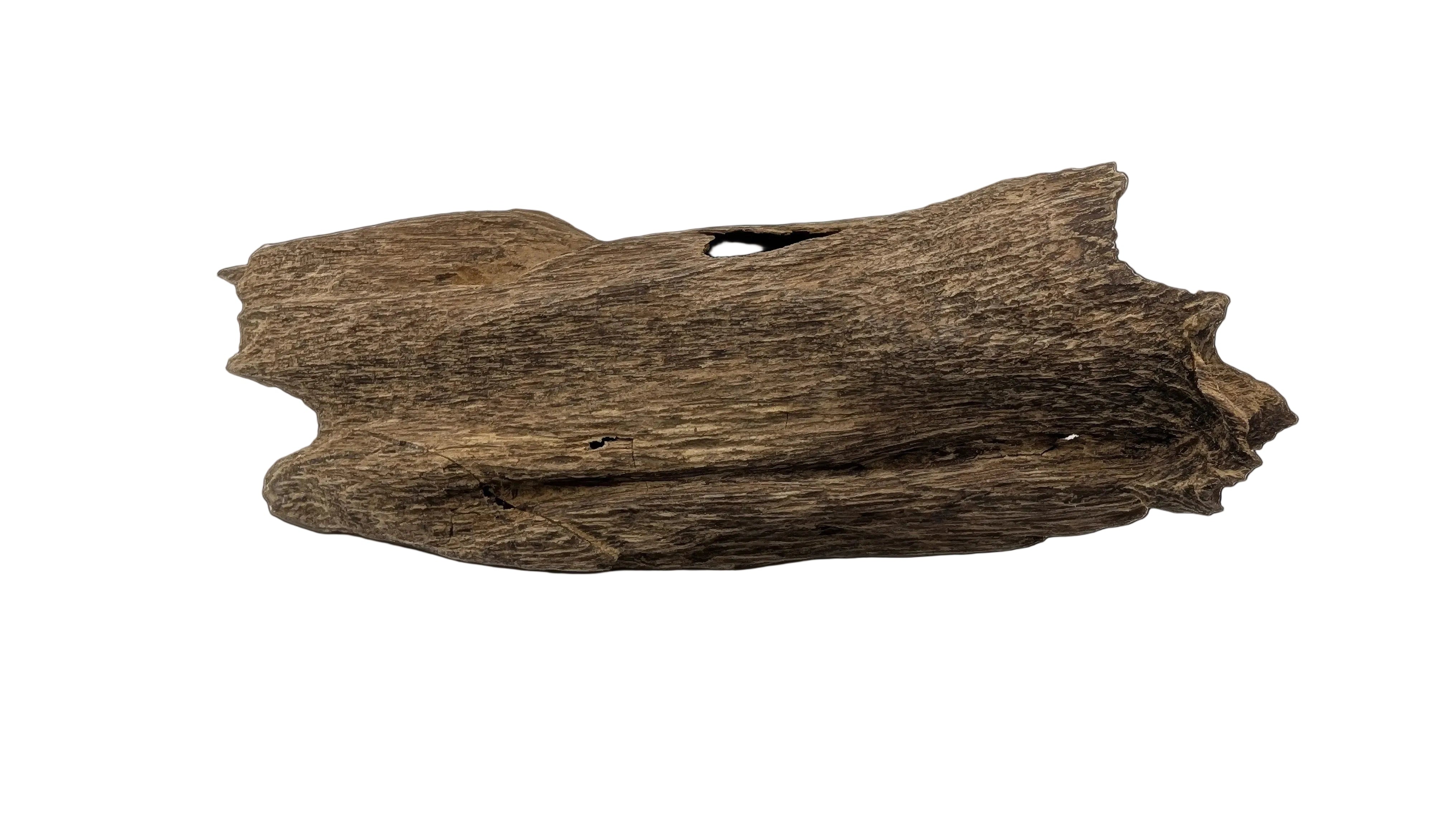 The Secret of Malinau: Why This Rare Indonesian Oud is a Royal Favorite